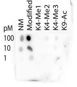 Dot Blot - Anti-Histone H3 (tri methyl K4, acetyl K9) antibody (AB272164)