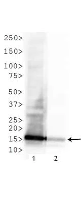 Western blot - Anti-Histone H3 (tri methyl K4, acetyl K9) antibody (AB272164)