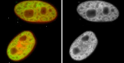 Immunocytochemistry/ Immunofluorescence - Anti-Histone H3 (tri methyl K4) antibody - ChIP Grade (AB8580)