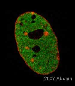 Immunocytochemistry/ Immunofluorescence - Anti-Histone H3 (tri methyl K4) antibody - ChIP Grade (AB8580)
