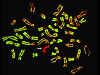 Immunocytochemistry/ Immunofluorescence - Anti-Histone H3 (tri methyl K4) antibody - ChIP Grade (AB8580)
