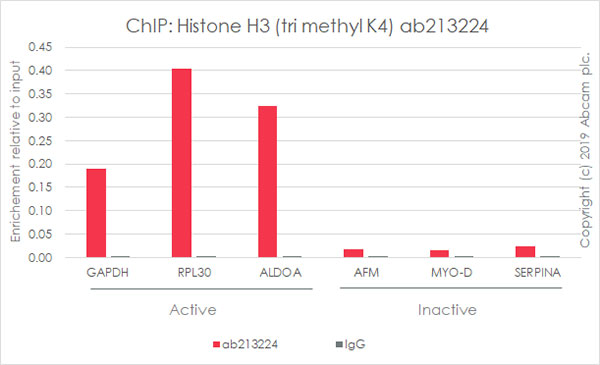 ChIP - Anti-Histone H3 (tri methyl K4) antibody [EPR20551-225] - ChIP Grade (AB213224), expandable thumbnail