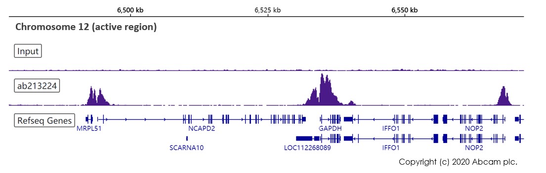 ChIP-sequencing - Anti-Histone H3 (tri methyl K4) antibody [EPR20551-225] - ChIP Grade (AB213224), expandable thumbnail