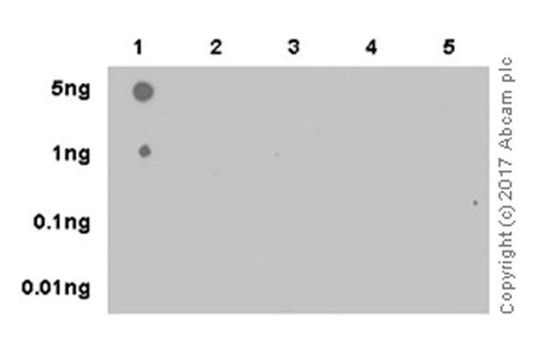Dot Blot - Anti-Histone H3 (tri methyl K4) antibody [EPR20551-225] - ChIP Grade (ab213224), expandable thumbnail