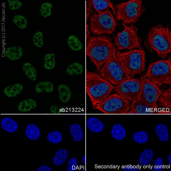 Immunocytochemistry/ Immunofluorescence - Anti-Histone H3 (tri methyl K4) antibody [EPR20551-225] - ChIP Grade (ab213224), expandable thumbnail