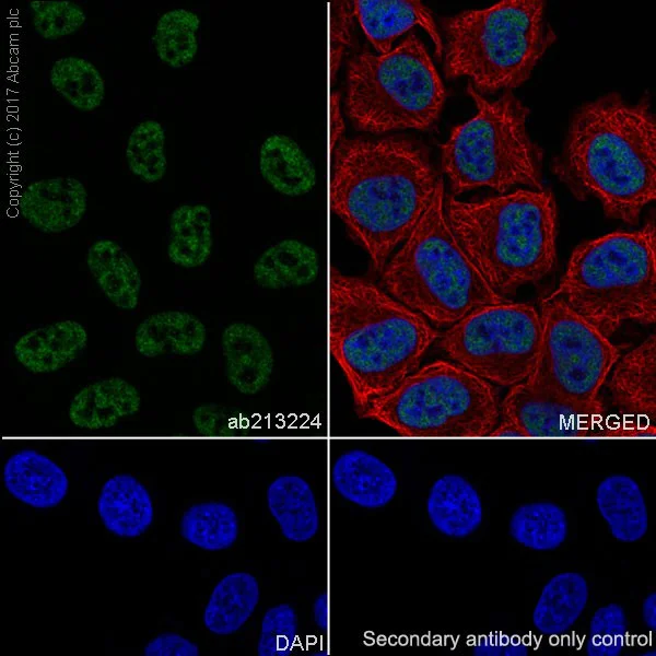 Immunocytochemistry/ Immunofluorescence - Anti-Histone H3 (tri methyl K4) antibody [EPR20551-225] - ChIP Grade (AB213224)