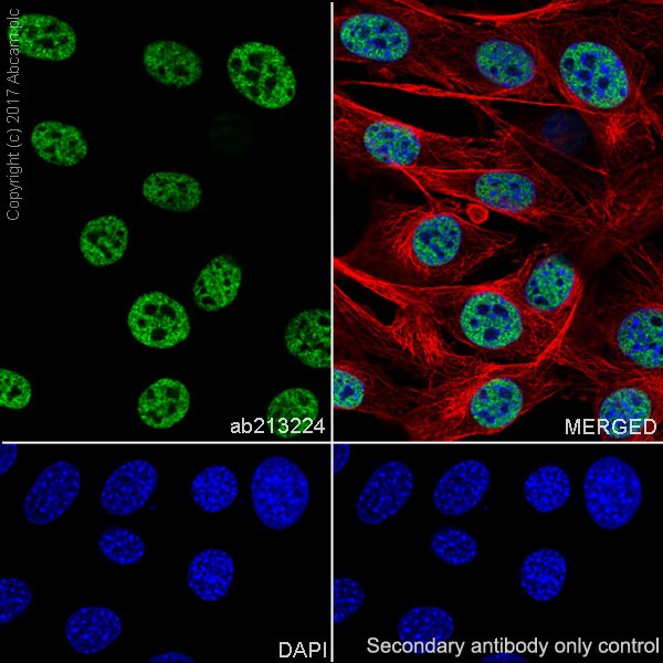 Immunocytochemistry/ Immunofluorescence - Anti-Histone H3 (tri methyl K4) antibody [EPR20551-225] - ChIP Grade (ab213224), expandable thumbnail