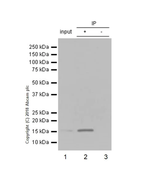 Immunoprecipitation - Anti-Histone H3 (tri methyl K4) antibody [EPR20551-225] - ChIP Grade (AB213224)