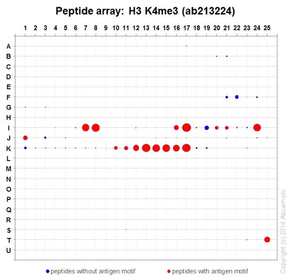 Peptide Array - Anti-Histone H3 (tri methyl K4) antibody [EPR20551-225] - ChIP Grade (AB213224)