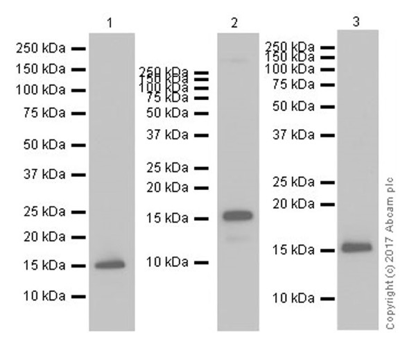 Western blot - Anti-Histone H3 (tri methyl K4) antibody [EPR20551-225] - ChIP Grade (ab213224), expandable thumbnail