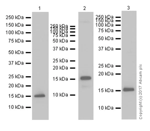 Western blot - Anti-Histone H3 (tri methyl K4) antibody [EPR20551-225] - ChIP Grade (AB213224)