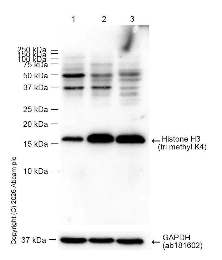 Western blot - Anti-Histone H3 (tri methyl K4) antibody [EPR20551-225] - ChIP Grade (AB213224)