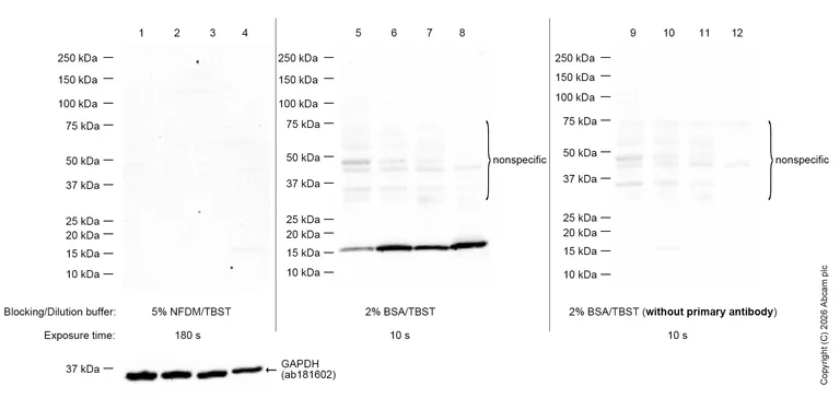 Western blot - Anti-Histone H3 (tri methyl K4) antibody [EPR20551-225] - ChIP Grade (AB213224)