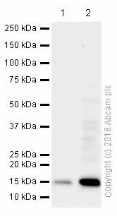 Western blot - Anti-Histone H3 (tri methyl K4) antibody [EPR20551-225] - ChIP Grade (ab213224), expandable thumbnail
