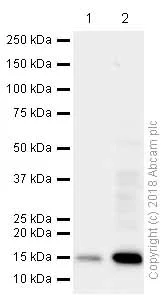 Western blot - Anti-Histone H3 (tri methyl K4) antibody [EPR20551-225] - ChIP Grade (AB213224)
