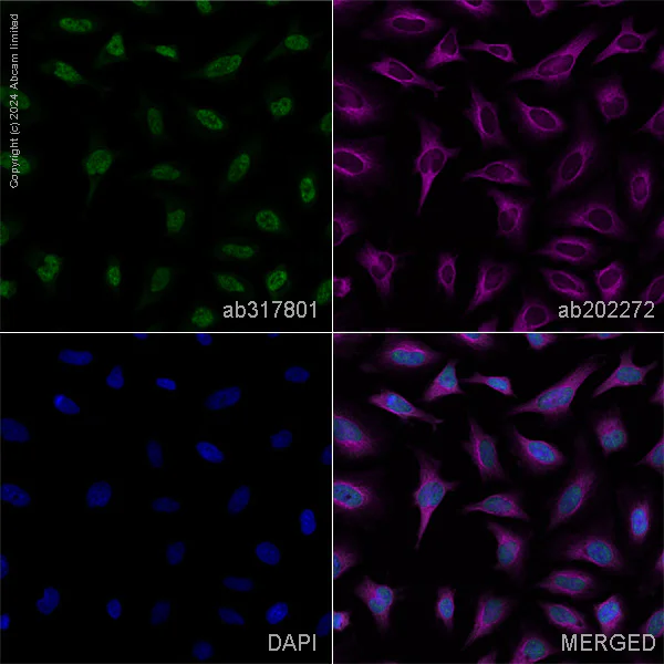Immunocytochemistry/ Immunofluorescence - Anti-Histone H3 (tri methyl K4) antibody [EPR20551-225] - ChIP Grade – Mouse IgG1 (Chimeric) (AB317791)