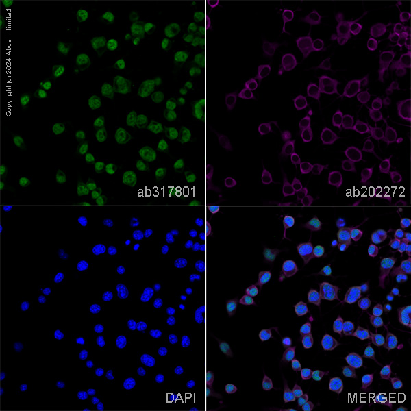 Immunocytochemistry/ Immunofluorescence - Anti-Histone H3 (tri methyl K4) antibody [EPR20551-225] - ChIP Grade – Mouse IgG1 (Chimeric) (AB317791), expandable thumbnail