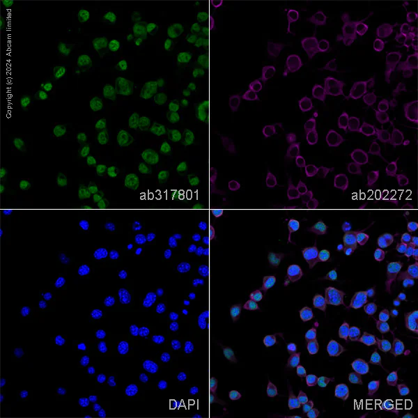 Immunocytochemistry/ Immunofluorescence - Anti-Histone H3 (tri methyl K4) antibody [EPR20551-225] - ChIP Grade – Mouse IgG1 (Chimeric) (AB317791)