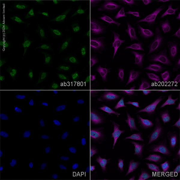 Immunocytochemistry/ Immunofluorescence - Anti-Histone H3 (tri methyl K4) antibody [EPR20551-225] - Ms IgG1 (Chimeric) – BSA and Azide Free (AB317801), expandable thumbnail