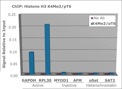 ChIP - Anti-Histone H3 (tri methyl K4, phospho T6) antibody (AB272144)