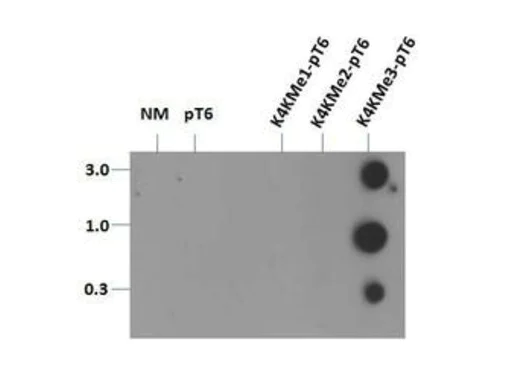 Dot Blot - Anti-Histone H3 (tri methyl K4, phospho T6) antibody (AB272144)