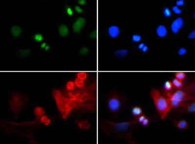 Immunocytochemistry/ Immunofluorescence - Anti-Histone H3 (tri methyl K4, phospho T6) antibody (AB272144)
