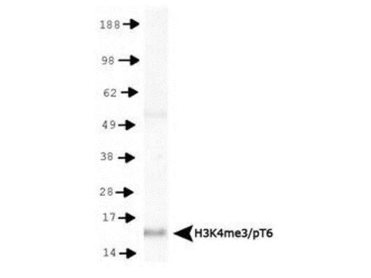 Western blot - Anti-Histone H3 (tri methyl K4, phospho T6) antibody (AB272144)