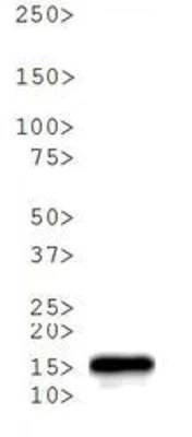 Western blot - Anti-Histone H3 (tri methyl K4, phospho T6) antibody (AB272144)