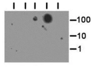 Dot Blot - Anti-Histone H3 (tri methyl K56) antibody (AB272162)