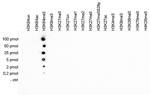 Dot Blot - Anti-Histone H3 (tri methyl K64) antibody (AB195483), expandable thumbnail