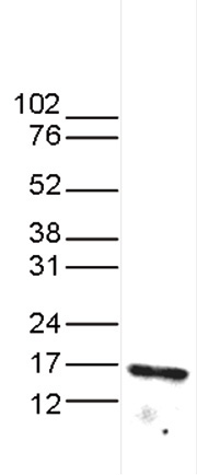 Western blot - Anti-Histone H3 (tri methyl K64) antibody (AB195483), expandable thumbnail