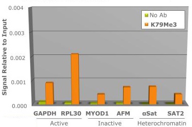 ChIP - Anti-Histone H3 (tri methyl K79) antibody (AB272163)