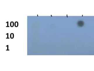 Dot Blot - Anti-Histone H3 (tri methyl K79) antibody (AB272163)