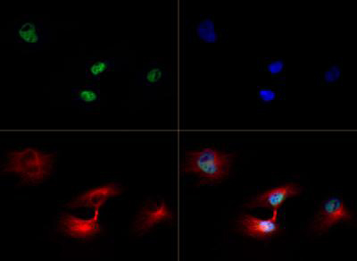 Immunocytochemistry/ Immunofluorescence - Anti-Histone H3 (tri methyl K79) antibody (AB272163)