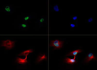 Immunocytochemistry/ Immunofluorescence - Anti-Histone H3 (tri methyl K79) antibody (AB272163)