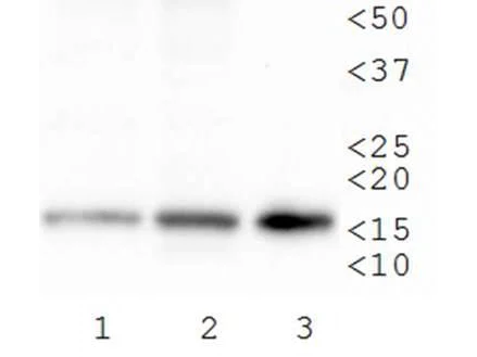 Western blot - Anti-Histone H3 (tri methyl K79) antibody (AB272163)
