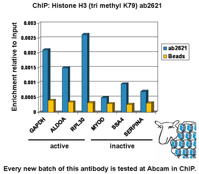 ChIP - Anti-Histone H3 (tri methyl K79) antibody - ChIP Grade (AB2621), expandable thumbnail