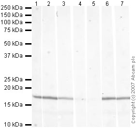 Western blot - Anti-Histone H3 (tri methyl K79) antibody - ChIP Grade (AB2621), expandable thumbnail