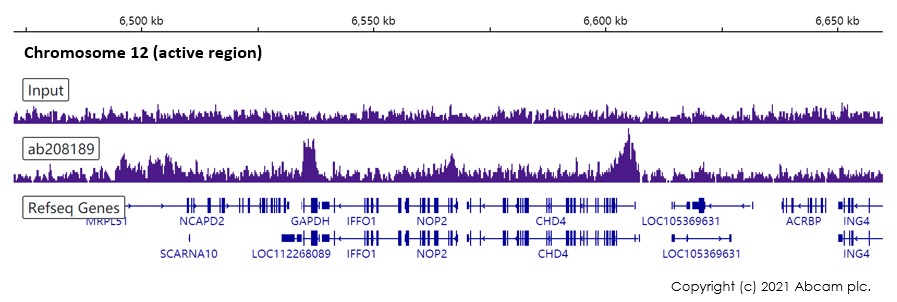 ChIP-sequencing - Anti-Histone H3 (tri methyl K79) antibody [EPR17468(2)] - ChIP Grade (AB208189)