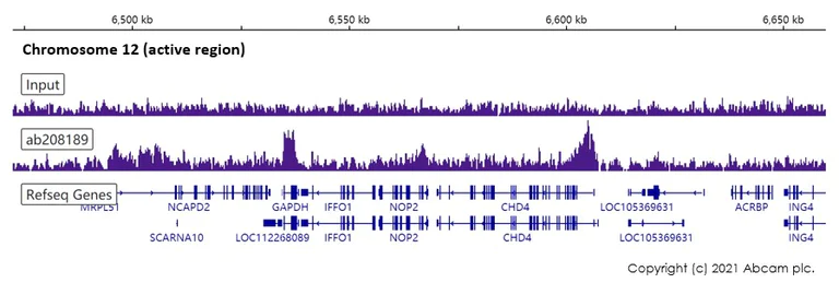 ChIP-sequencing - Anti-Histone H3 (tri methyl K79) antibody [EPR17468(2)] - ChIP Grade (AB208189)