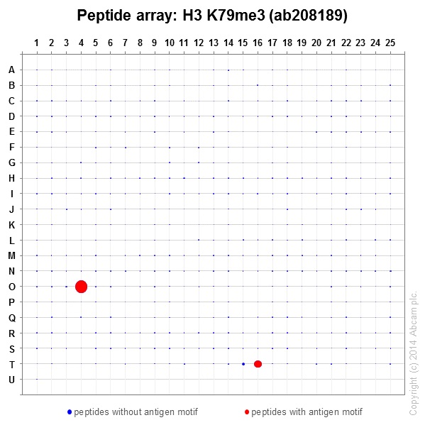 Anti-Histone H3 (tri methyl K79) antibody [EPR17468(2)] - ChIP Grade