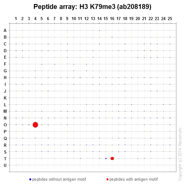 Peptide Array - Anti-Histone H3 (tri methyl K79) antibody [EPR17468(2)] - ChIP Grade (AB208189)