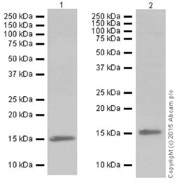 Western blot - Anti-Histone H3 (tri methyl K79) antibody [EPR17468(2)] - ChIP Grade (AB208189)