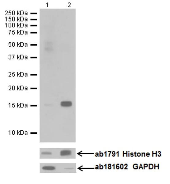 Western blot - Anti-Histone H3 (tri methyl K79) antibody [EPR17468(2)] - ChIP Grade - BSA and Azide free (AB251493)