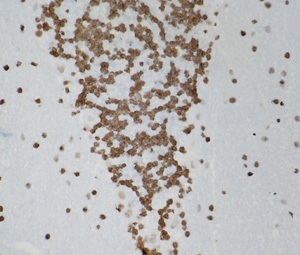 Immunohistochemistry (Frozen sections) - Anti-Histone H3 (tri methyl K9) antibody [6F12-H4] (AB184677)