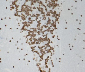 Immunohistochemistry (Frozen sections) - Anti-Histone H3 (tri methyl K9) antibody [6F12-H4] (AB184677)