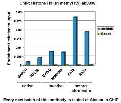 ChIP - Anti-Histone H3 (tri methyl K9) antibody - ChIP Grade (AB8898)