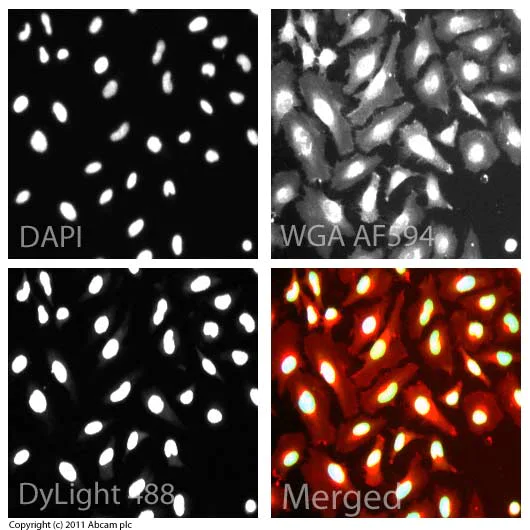 Immunocytochemistry/ Immunofluorescence - Anti-Histone H3 (tri methyl K9) antibody - ChIP Grade (AB8898)