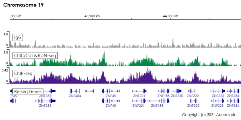 ChIC/CUT&RUN sequencing - Anti-Histone H3 (tri methyl K9) antibody [EPR16601] - ChIP Grade (AB176916)
