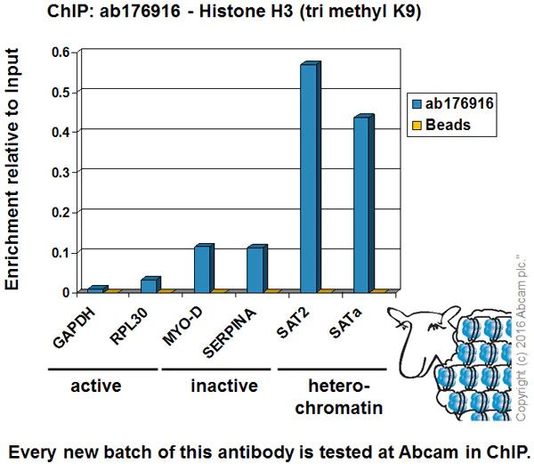 ChIP - Anti-Histone H3 (tri methyl K9) antibody [EPR16601] - ChIP Grade (AB176916)